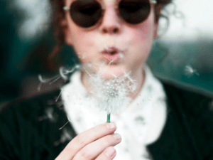 Alergeny wziewne — dmuchawiec rozsiewający pyłki wywołujące alergię