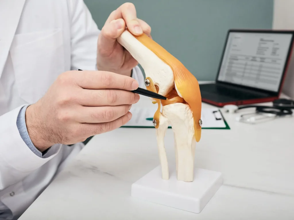 Lekarz wskazujący łąkotkę na anatomicznym modelu stawu kolanowego